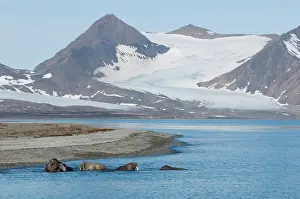 Flipper: Norway, Svalbard Archipelago, Spitsbergen
