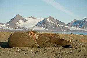 Flipper: Norway, Svalbard Archipelago, Spitsbergen