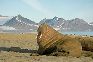 Flipper: Norway, Svalbard Archipelago, Spitsbergen