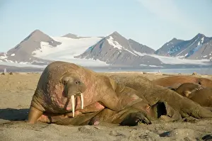 Flipper: Norway, Svalbard Archipelago, Spitsbergen