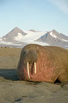 Spit: Norway, Svalbard Archipelago, Spitsbergen