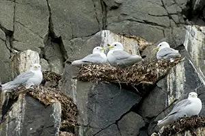 Tridactyla: Norway, Svalbard Archipelago, Spitsbergen