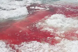 Deceased: Norway, Svalbard Archipelago, Spitsbergen