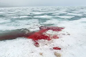 Deceased: Norway, Svalbard Archipelago, Spitsbergen
