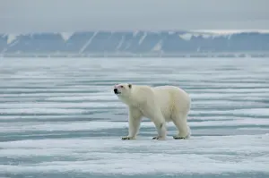 Traveling: Norway, Svalbard Archipelago, Spitsbergen