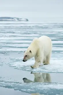 Traveling: Norway, Svalbard Archipelago, Spitsbergen