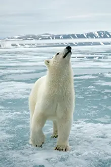 Traveling: Norway, Svalbard Archipelago, Spitsbergen