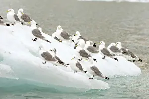 Tridactyla: Norway, Svalbard Archipelago, Spitsbergen