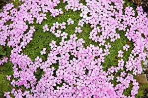 Campion: Norway, Svalbard Archipelago, Spitsbergen