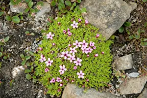 Saxifrage: Norway, Svalbard Archipelago, Spitsbergen