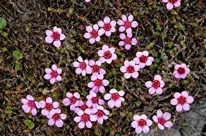 Saxifrage: Norway, Svalbard Archipelago, Spitsbergen