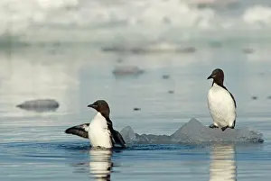 Feathered: Norway, Svalbard Archipelago, Spitsbergen