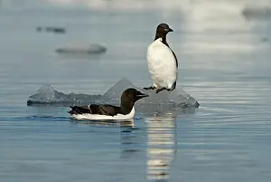 Feathered: Norway, Svalbard Archipelago, Spitsbergen