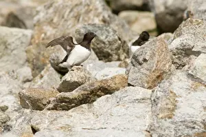 Feathered: Norway, Svalbard Archipelago, Spitsbergen