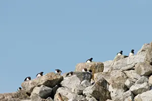 Feathered: Norway, Svalbard Archipelago, Spitsbergen