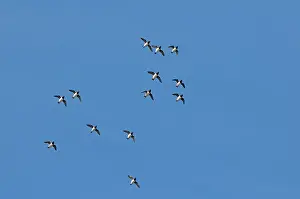 Feathered: Norway, Svalbard Archipelago, Spitsbergen