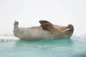 Flipper: Norway, Svalbard Archipelago, Spitsbergen
