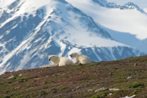 Liefdefjorden: Norway, Svalbard Archipelago, Spitsbergen