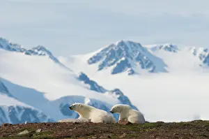 Liefdefjorden: Norway, Svalbard Archipelago, Spitsbergen