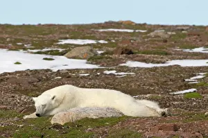 Liefdefjorden: Norway, Svalbard Archipelago, Spitsbergen