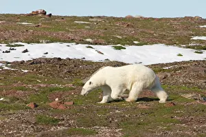 Liefdefjorden: Norway, Svalbard Archipelago, Spitsbergen