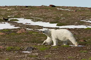 Liefdefjorden: Norway, Svalbard Archipelago, Spitsbergen