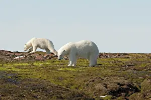 Liefdefjorden: Norway, Svalbard Archipelago, Spitsbergen