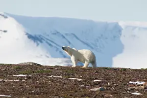 Scenting: Norway, Svalbard Archipelago, Spitsbergen