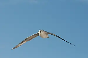 Feathered: Norway, Svalbard Archipelago, Spitsbergen