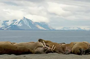 Flipper: Norway, Svalbard Archipelago, Spitsbergen