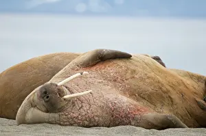 Flipper: Norway, Svalbard Archipelago, Spitsbergen