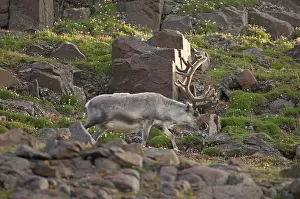 Platyrhynchus: Norway, Svalbard Archipelago, Spitsbergen