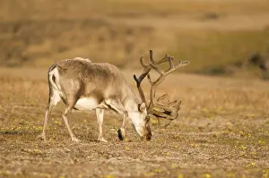 Platyrhynchus: Norway, Svalbard Archipelago, Spitsbergen