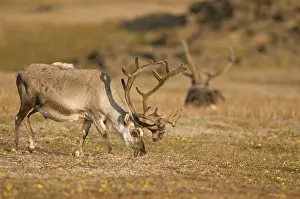 Platyrhynchus: Norway, Svalbard Archipelago, Spitsbergen