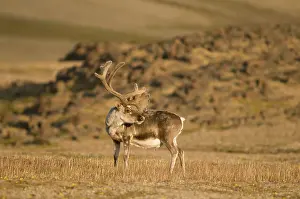 Platyrhynchus: Norway, Svalbard Archipelago, Spitsbergen