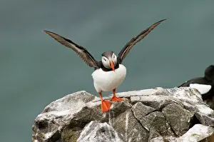 Feathered: Norway, Svalbard Archipelago, Spitsbergen