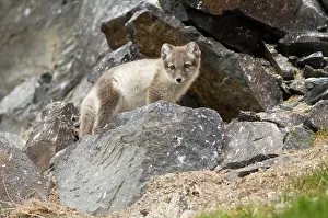 Scavenging: Norway, Svalbard Archipelago, Spitsbergen