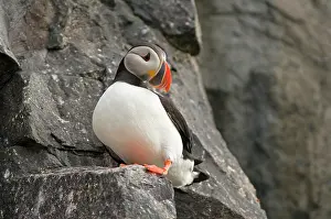 Feathered: Norway, Svalbard Archipelago, Spitsbergen
