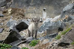 Alopex: Norway, Svalbard Archipelago, Spitsbergen