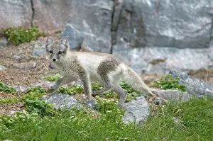Alopex: Norway, Svalbard Archipelago, Spitsbergen