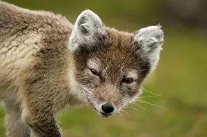 Alopex: Norway, Svalbard Archipelago, Spitsbergen