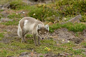 Alopex: Norway, Svalbard Archipelago, Spitsbergen