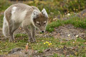 Alopex: Norway, Svalbard Archipelago, Spitsbergen