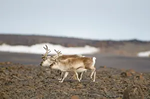 Platyrhynchus: Norway, Svalbard Archipelago, Spitsbergen