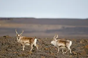 Platyrhynchus: Norway, Svalbard Archipelago, Spitsbergen