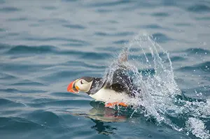 Feathered: Norway, Svalbard Archipelago, Spitsbergen