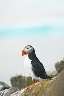 Feathered: Norway, Svalbard Archipelago, Spitsbergen