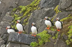 Feathered: Norway, Svalbard Archipelago, Spitsbergen