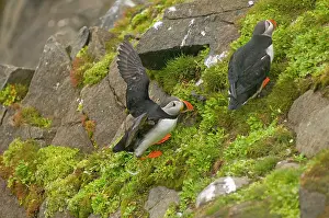 Feathered: Norway, Svalbard Archipelago, Spitsbergen