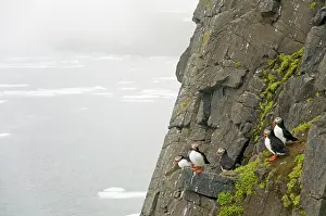 Feathered: Norway, Svalbard Archipelago, Spitsbergen
